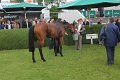 Bult VGH2011   078